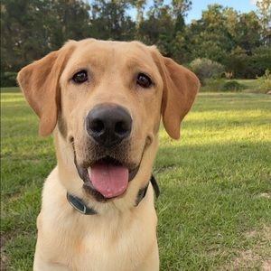 Meet your Posher, Sidney